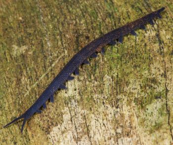 Media type: image; Invertebrate Zoology 29204